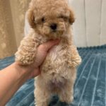 Bianca-female-Maltipoo-puppy-for-sale-1