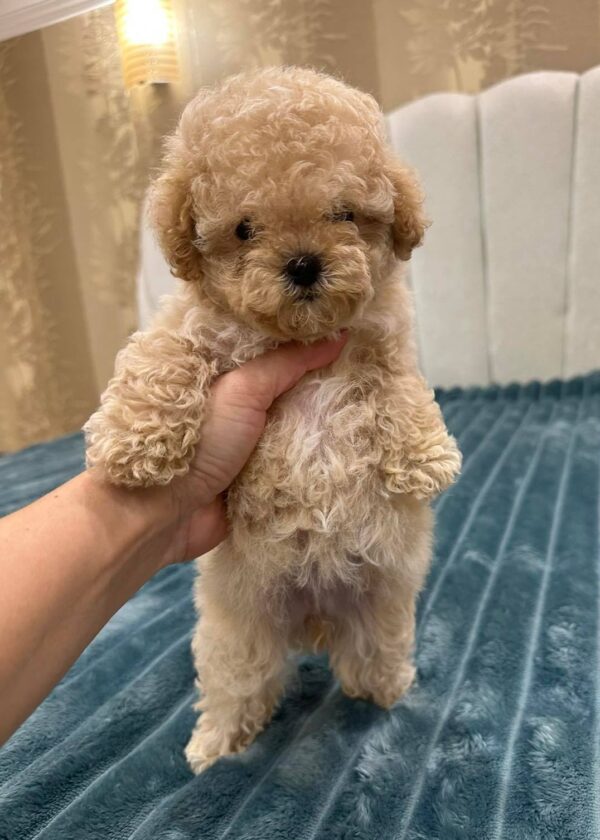 Bianca Maltipoo Bianca Maltipoo