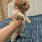 Bianca-female-Maltipoo-puppy-for-sale-2