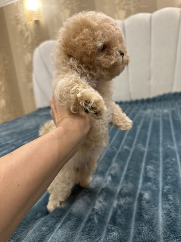 Bianca Maltipoo Bianca Maltipoo