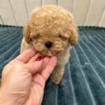 Bianca-female-Maltipoo-puppy-for-sale-3