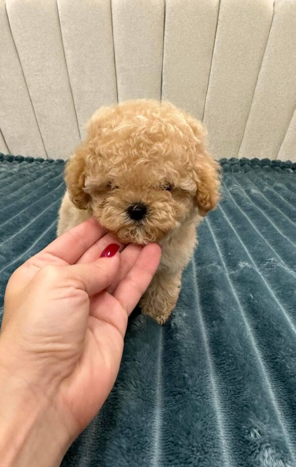 Bianca Maltipoo Bianca Maltipoo