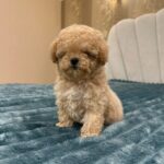 Bianca-female-Maltipoo-puppy-for-sale-4