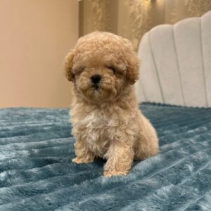 Bianca Maltipoo Bianca Maltipoo