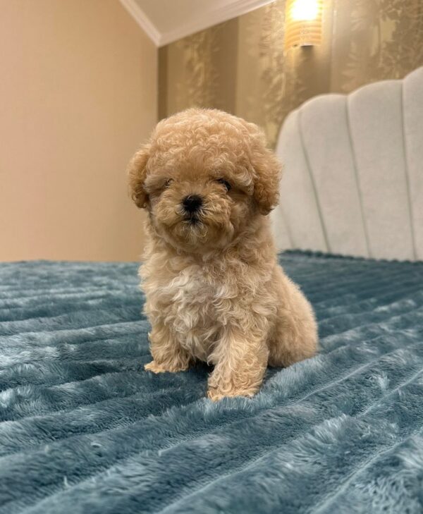 Bianca Maltipoo Bianca Maltipoo