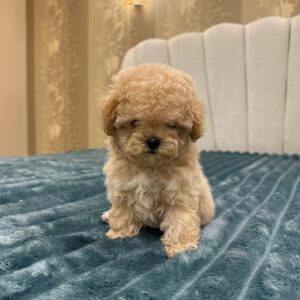 Bianca Maltipoo Bianca Maltipoo