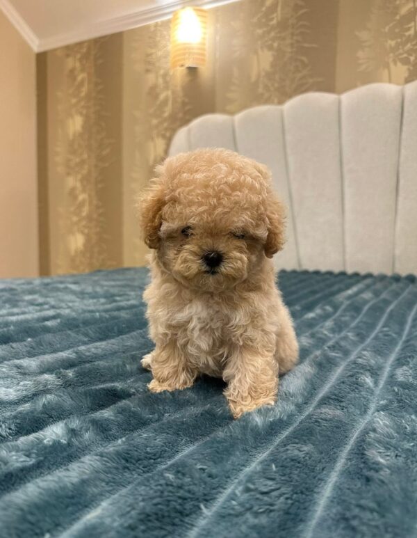 Bianca Maltipoo Bianca Maltipoo