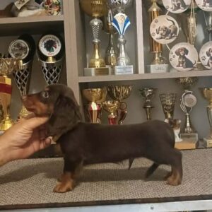 Bommel Miniature Dachshund Bommel Miniature Dachshund