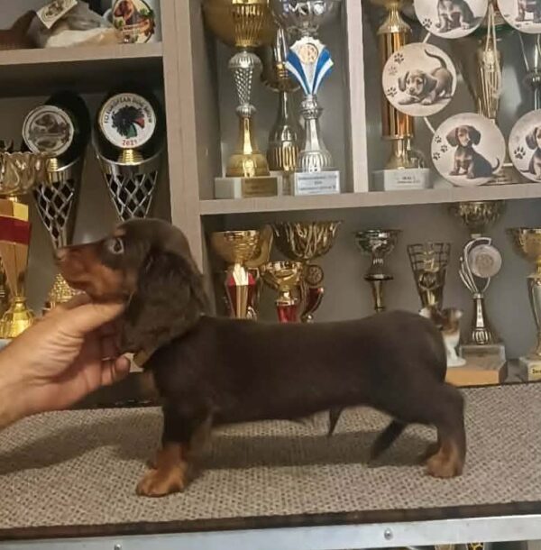Bommel Miniature Dachshund Bommel Miniature Dachshund