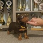 Bommel-male-miniature-dachshund-puppy-for-sale- (2)