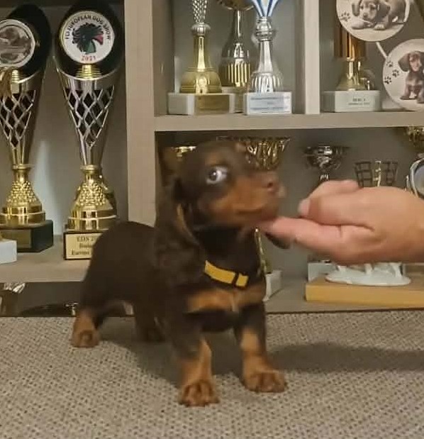 Bommel Miniature Dachshund Bommel Miniature Dachshund