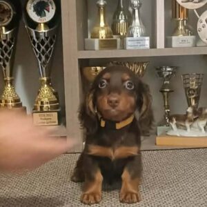 Bommel Miniature Dachshund Bommel Miniature Dachshund