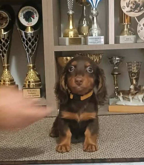 Bommel Miniature Dachshund Bommel Miniature Dachshund