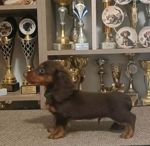 Bommel Miniature Dachshund Bommel Miniature Dachshund