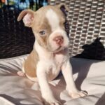 Boroeas-male-boston-terrier-puppy-for-sale-1