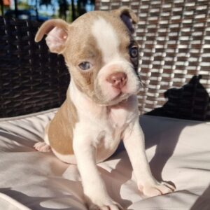 Boroeas Boston Terrier Boroeas Boston Terrier