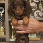 Boss-male-miniature-dachshund-puppy-for-sale- (1)
