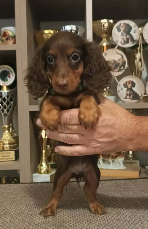 Boss Miniature Dachshund Boss Miniature Dachshund