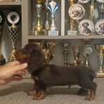 Boss-male-miniature-dachshund-puppy-for-sale- (2)