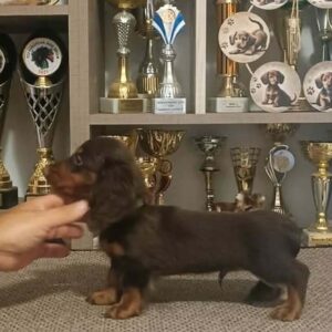 Boss Miniature Dachshund Boss Miniature Dachshund