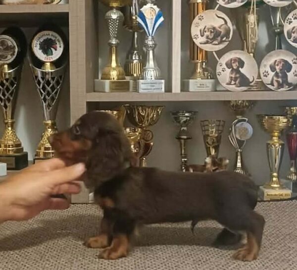 Boss Miniature Dachshund Boss Miniature Dachshund