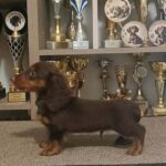 Boss-male-miniature-dachshund-puppy-for-sale- (3)