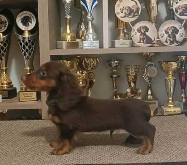 Boss Miniature Dachshund Boss Miniature Dachshund