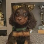 Boss-male-miniature-dachshund-puppy-for-sale- (4)