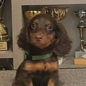 Boss Miniature Dachshund Boss Miniature Dachshund