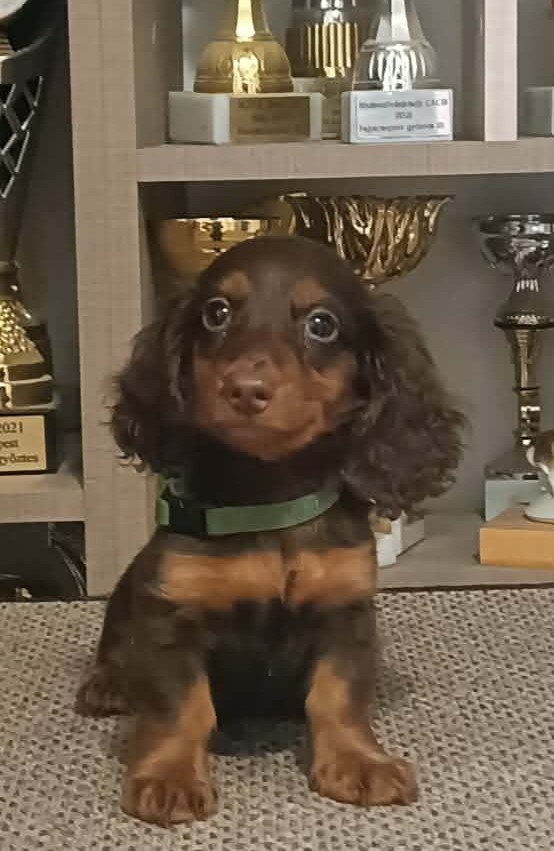 Boss Miniature Dachshund Boss Miniature Dachshund