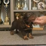 Bowser-male-miniature-dachshund-puppy-for-sale- (1)