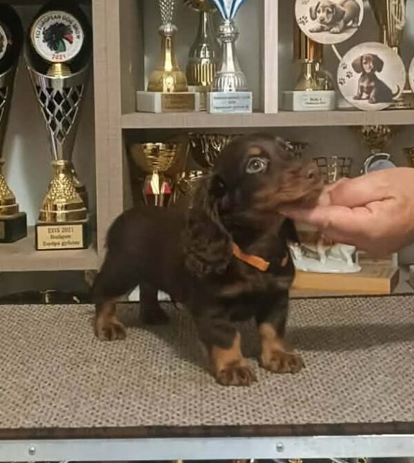 Bowser Miniature Dachshund Bowser Miniature Dachshund