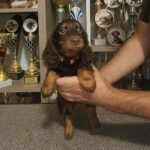 Bowser-male-miniature-dachshund-puppy-for-sale- (2)