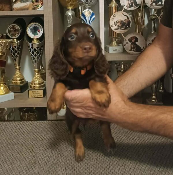 Bowser Miniature Dachshund Bowser Miniature Dachshund