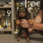 Bowser-male-miniature-dachshund-puppy-for-sale- (3)