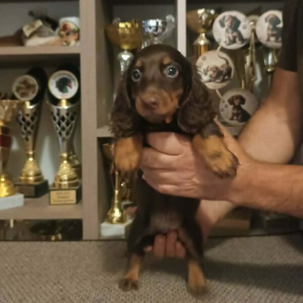 Bowser Miniature Dachshund Bowser Miniature Dachshund