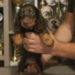 Bowser-male-miniature-dachshund-puppy-for-sale- (4)