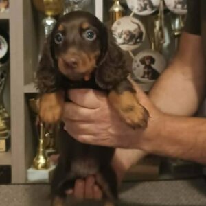 Bowser Miniature Dachshund Bowser Miniature Dachshund