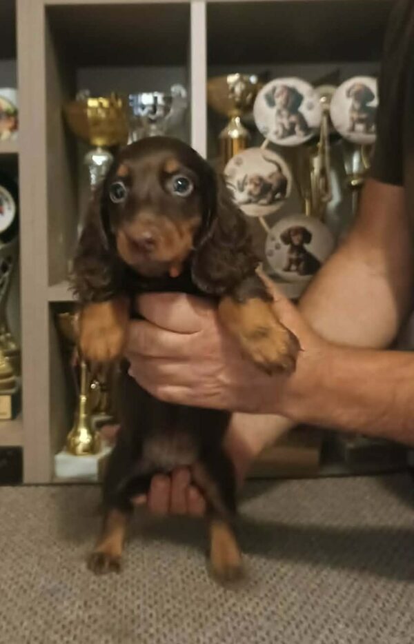 Bowser Miniature Dachshund Bowser Miniature Dachshund