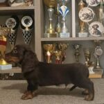Bowser-male-miniature-dachshund-puppy-for-sale- (5)