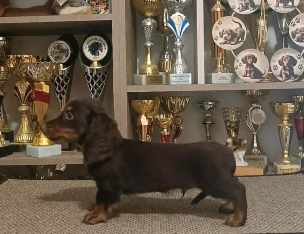 Bowser Miniature Dachshund Bowser Miniature Dachshund