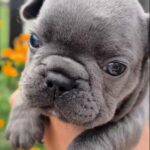 Brady-male-French-Bulldog-puppy-for-sale-1