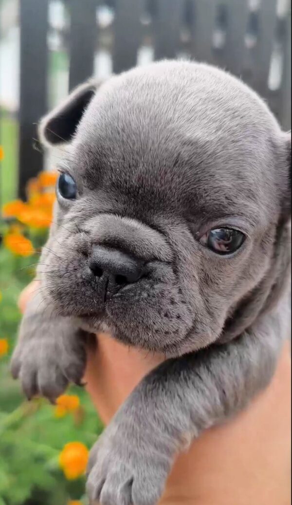 Brady French Bulldog Brady French Bulldog