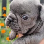 Brady-male-French-Bulldog-puppy-for-sale-2