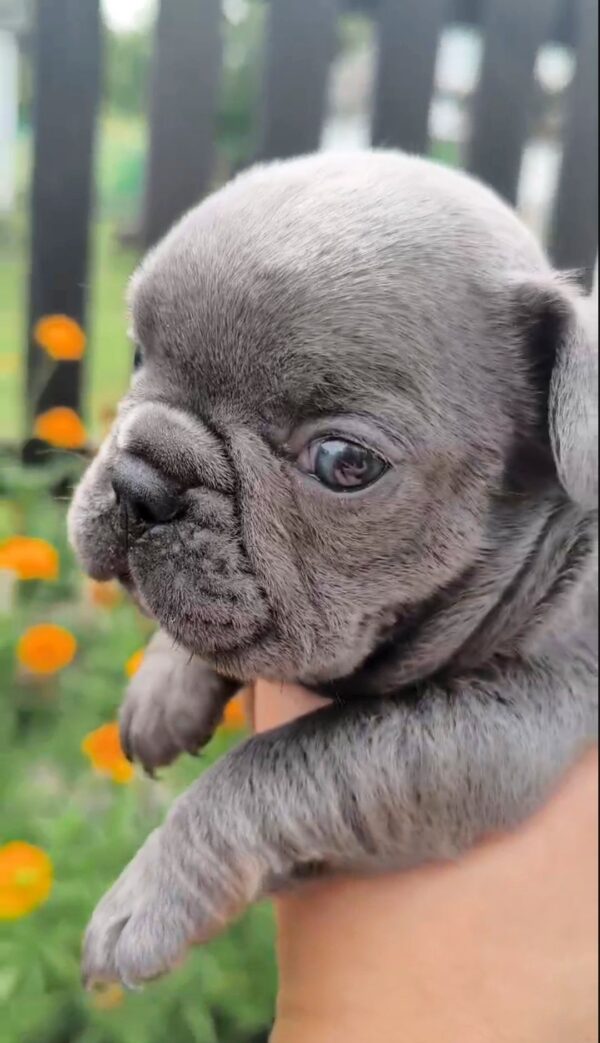 Brady French Bulldog Brady French Bulldog