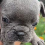 Brady-male-French-Bulldog-puppy-for-sale-3