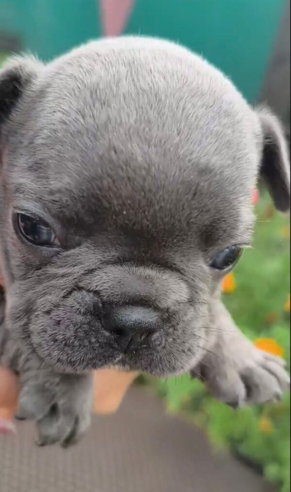 Brady French Bulldog Brady French Bulldog