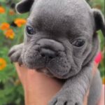 Brady-male-French-Bulldog-puppy-for-sale-4