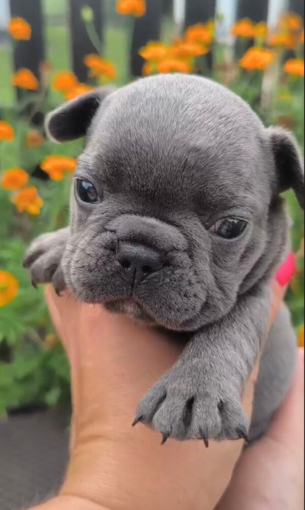 Brady French Bulldog Brady French Bulldog