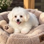 Briella-female-Bichon-Frise-puppy-for-sale-1